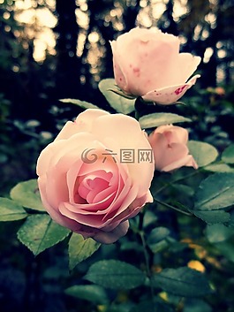 玫瑰,粉紅色,花