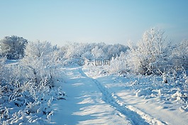 冬天,雪,森林