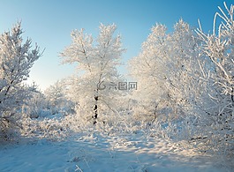 冬天,雪,森林