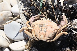 蟹,海,動(dòng)物
