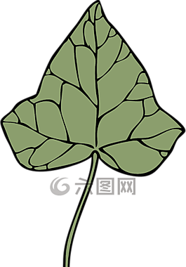 常春藤,叶,植物