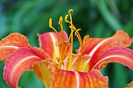 黄花菜,开花,花