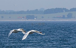天鹅,海,abbekås