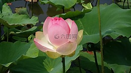 莲花,荷叶,池塘植物