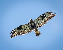 粗腿鵟,鳥,鱒魚沼澤