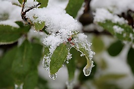 冬天,葉子,雪