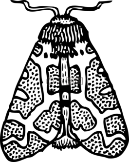 蛾,昆蟲,翅膀
