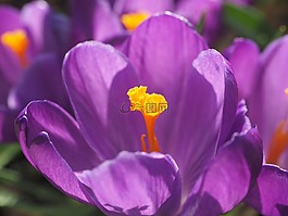 藏紅花,花,開花