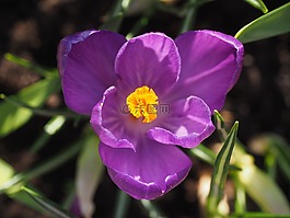 藏紅花,花,開花