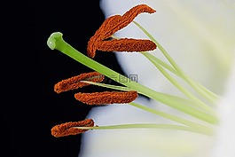 amarylis,花,关闭