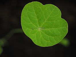 葉子,綠色,tropaeolum草