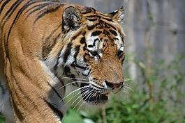 虎,動(dòng)物園,貓