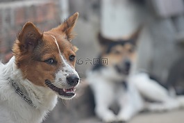 狗,不一樣的,動物