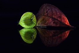 lampionblume,仍,光明