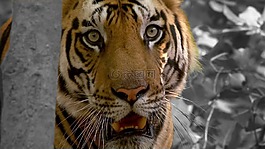 虎,貓,動物園