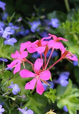 鮮花,荒野,自然