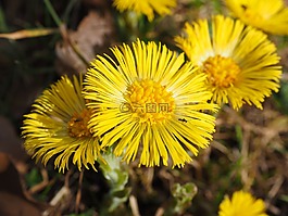 款冬,花,開花