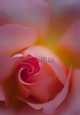 玫瑰,花,關(guān)閉