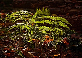 蕨類,森林,廠