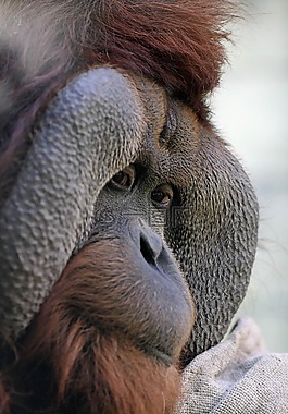 orang 組,猿,動物園osnabrück