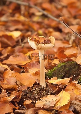 蘑菇,森林,秋季