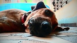 狗,動物,寵物
