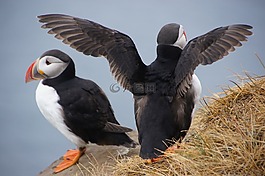 鳥,冰島,海雀