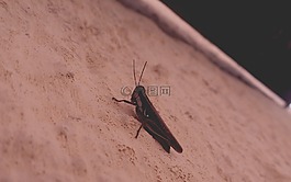 板球,動物,性質(zhì)