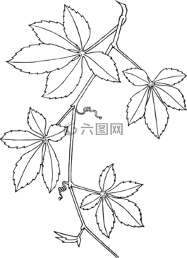 藤蔓,葉子,葡萄藤