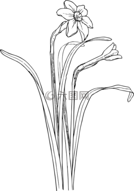 水仙,布什,植物