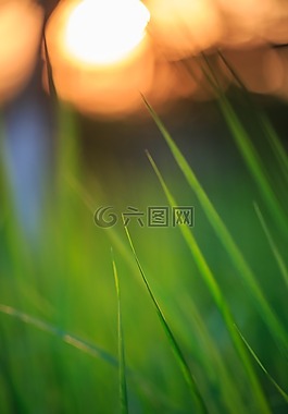 夕陽,青草,黃昏