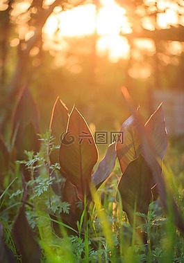 夕陽,小草,植物
