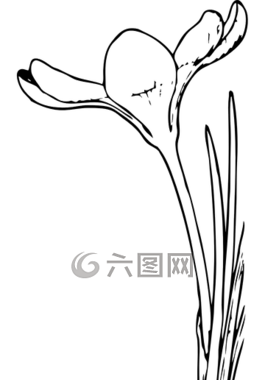 番紅花,花,開放