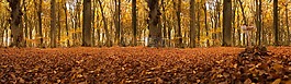 森林,秋季,全景