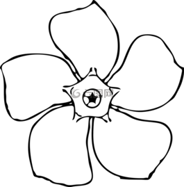 長(zhǎng)春,花,黑色和白色
