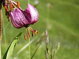 martagon百合,鲜花,山