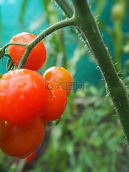 蕃茄,紅色,廠(chǎng)