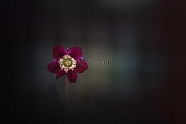 花,開(kāi)花,紅色
