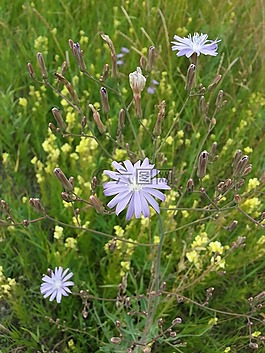 鲜花,菊苣根,紫色