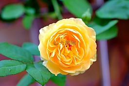 玫瑰,黃色,花