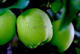蘋果,雨,水果