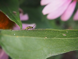 甲蟲,葉子,花園