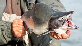三文魚,魚,釣魚