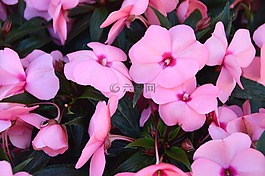 鮮花,盛開,廠