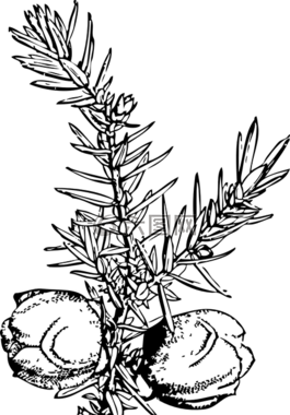 杜松,植物,枝杈