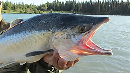 三文魚,kenai,釣魚