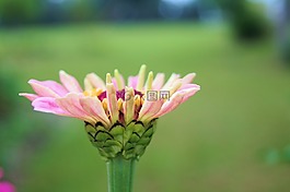 百日草,花,特寫