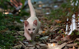 小猫,可容纳,奇数眼睛的猫