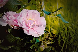 玫瑰,花,開花