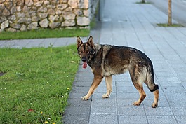 狗,狼,無家可歸